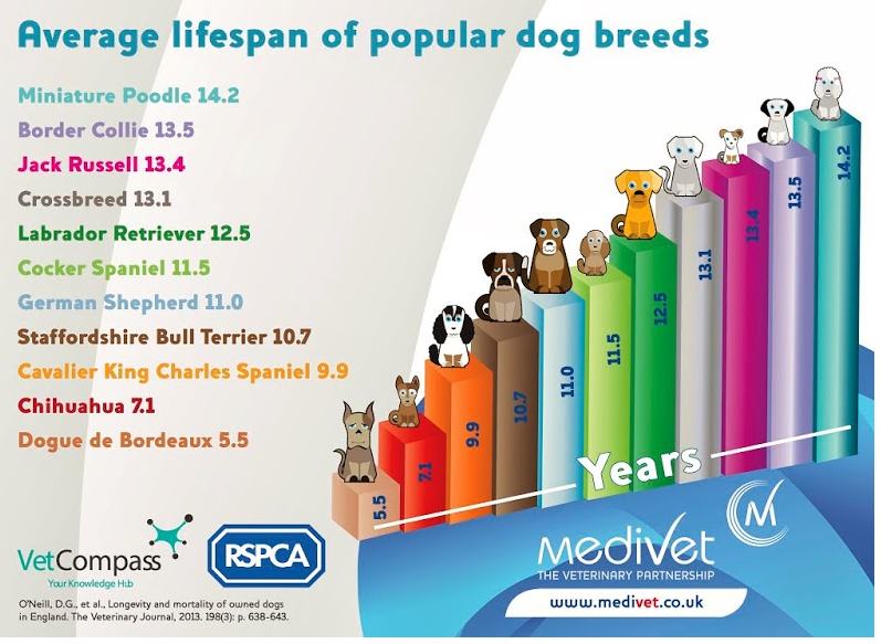 Cavalier King Charles Spaniels Health Overview