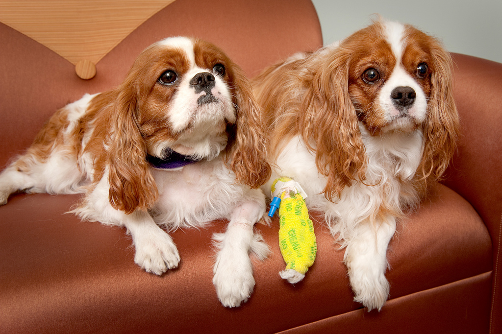 Cancer And The Cavalier King Charles Spaniel